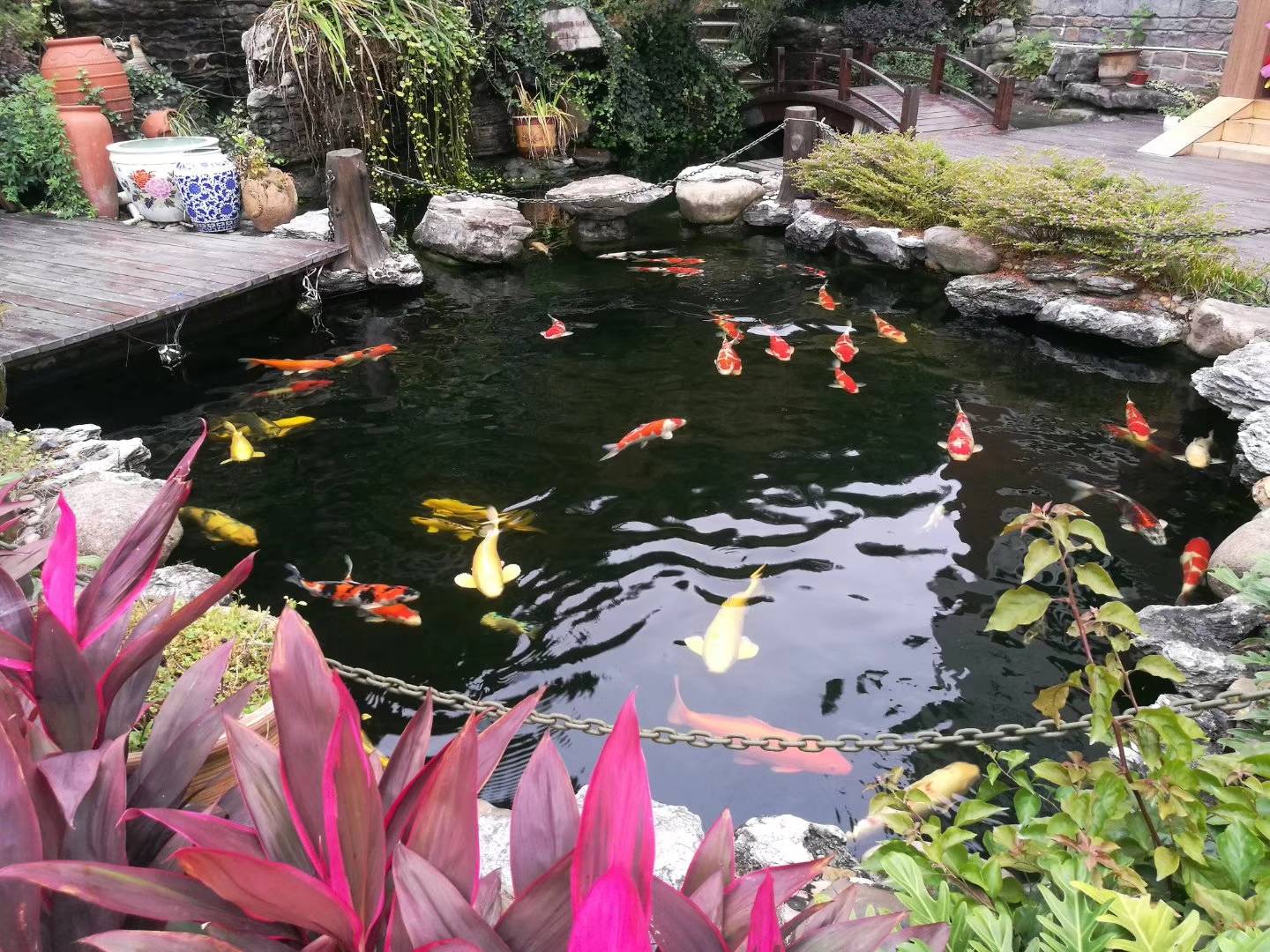 锦鲤排泄物怎么样算正常,锦鲤排泄物怎么处理最好