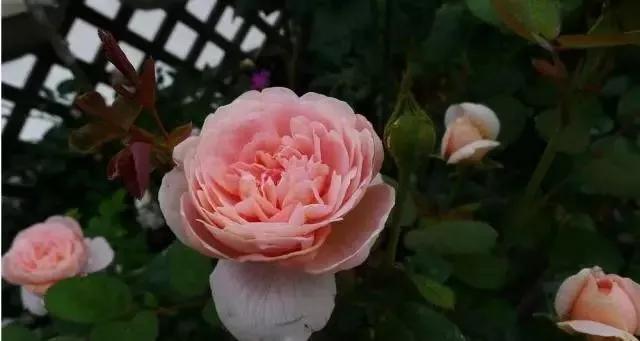 给大家介绍一下玫瑰品种,玫瑰的品种及特点介绍