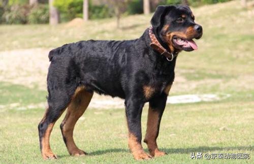 四大猛犬排行榜护卫犬,公认最忠诚的护卫犬排名