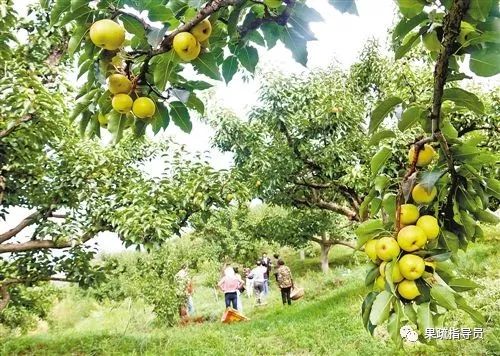 无公害果园常用农药及使用方法,果园常用农药一览表分析