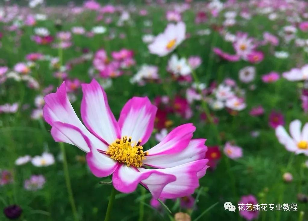 学花艺必备的花语,花艺师要知道的花与花语