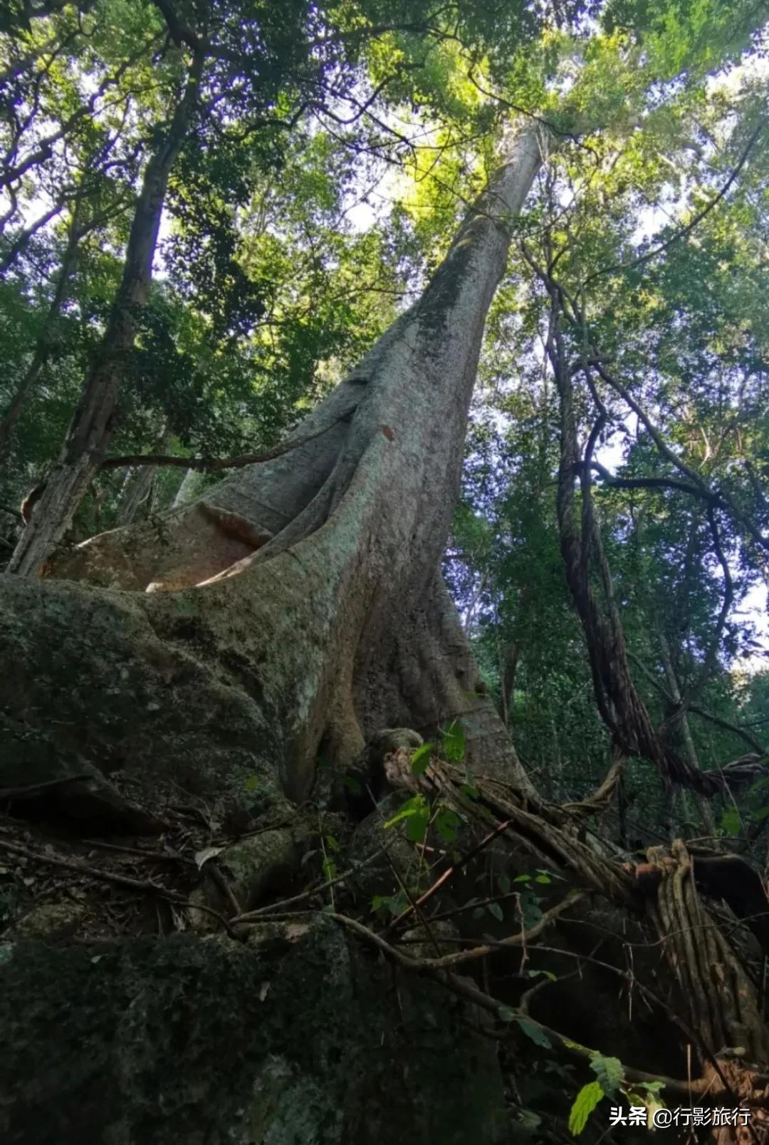 云南西双版纳地方介绍,云南西双版纳旅游简介