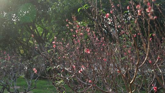 去深圳免费游玩的10个地方,深圳免费游玩景点推荐