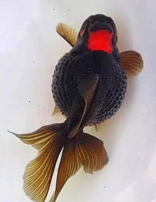 文种龙种蛋种金鱼主要特征,文种金鱼和蛋种金鱼的区别