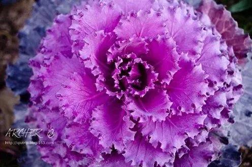 叶牡丹羽衣甘蓝,多头叶牡丹羽衣甘蓝