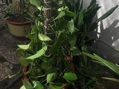 长藤绿萝怎么养才能更旺盛,为什么有的绿萝长藤有的不长藤