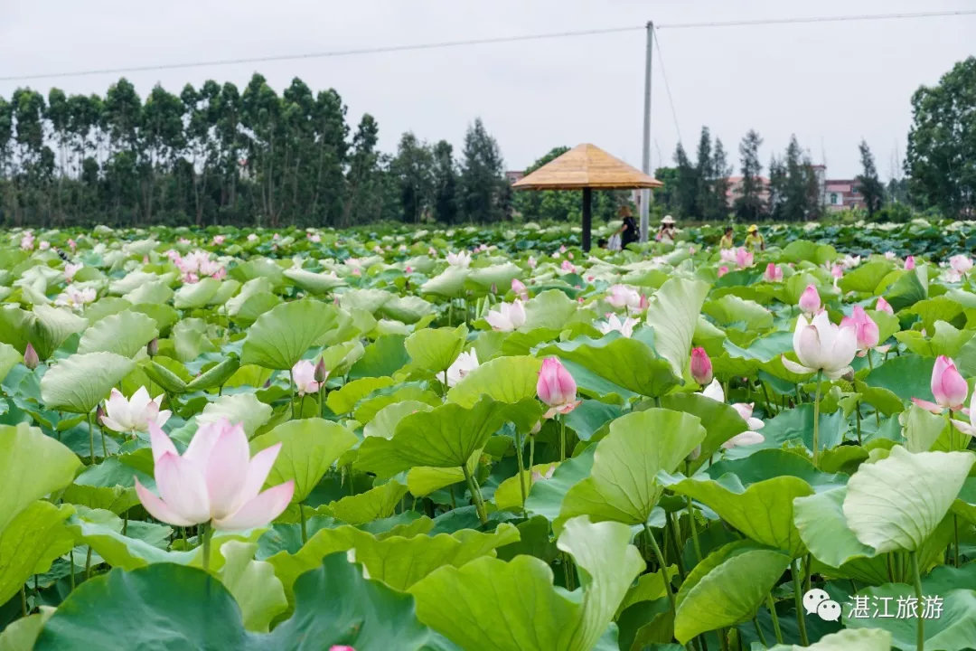 湛江最值得去的10大景点,湛江最值得去的景点推荐