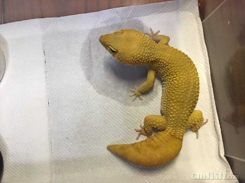 豹纹守宫小苗子尾巴枯萎照片,豹纹守宫尾巴枯萎是怎样形成的