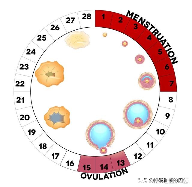 经期结束后第七天怀孕几率高吗,月经后七天是安全期吗会怀孕吗