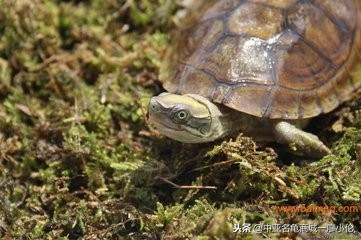 能在北方自然过冬的乌龟,乌龟过冬最好的办法