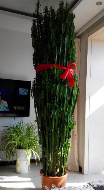 适合摆在客厅且吸甲醛的绿植,适合放客厅的大盆绿植吸甲醛