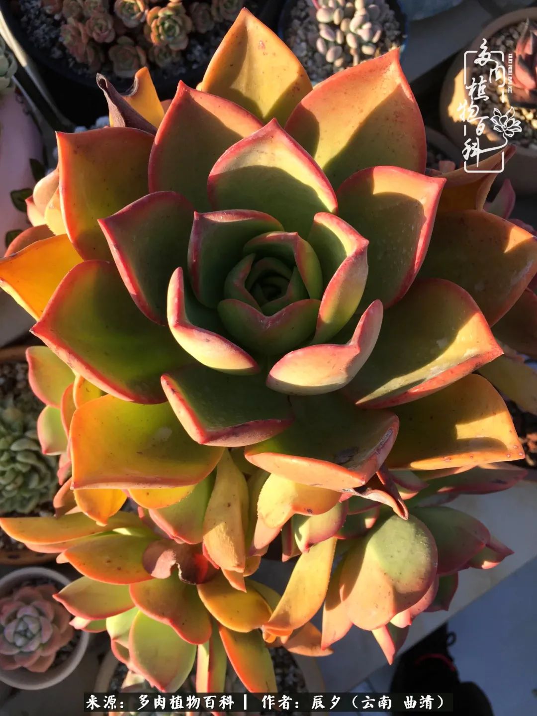 缂辩换鏃栨棊钁宠暏鐢熼,缂辩换鏃栨棊钁宠暏鐢熼鍑哄