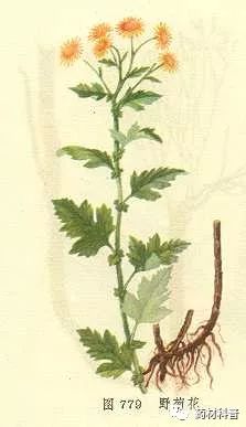 野菊花种植方法及注意事项,野菊花的功用与用途有什么