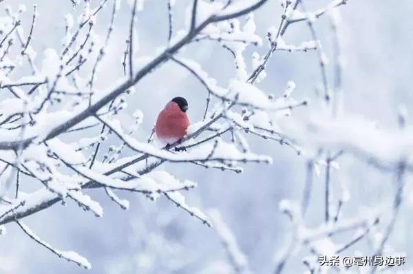 亳州迎来最冷冬天,亳州市下雪了这是冬天该有的样子