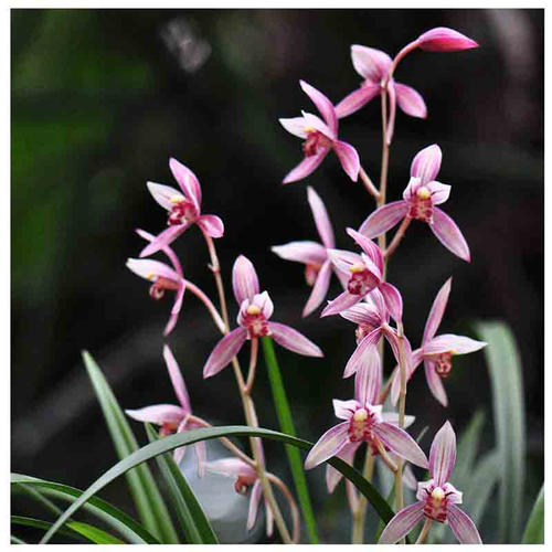 最好养的兰花四季兰,最好养的兰花四季兰品种