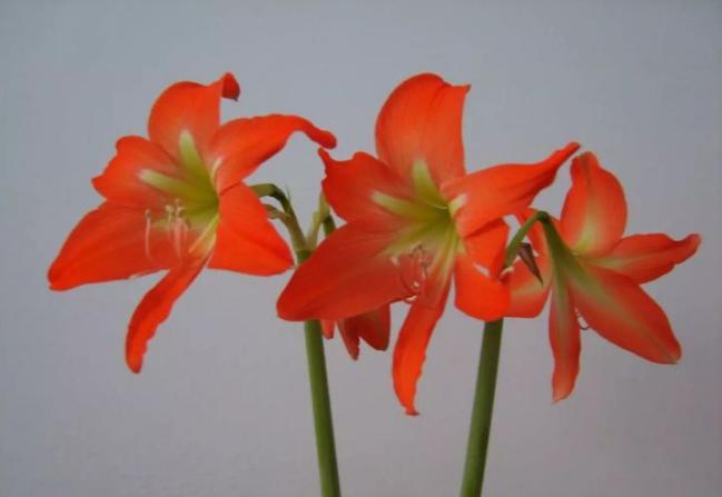 怎么抠图教你几种好用的抠图方法,如何抠图推荐三种常用抠图方法