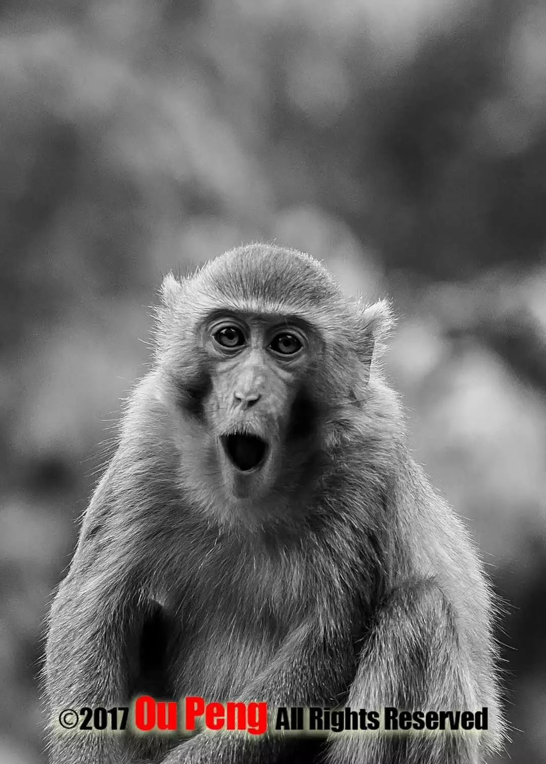 娆ч箯娣卞湷,娆ч箯鍔ㄧ墿涓栫晫