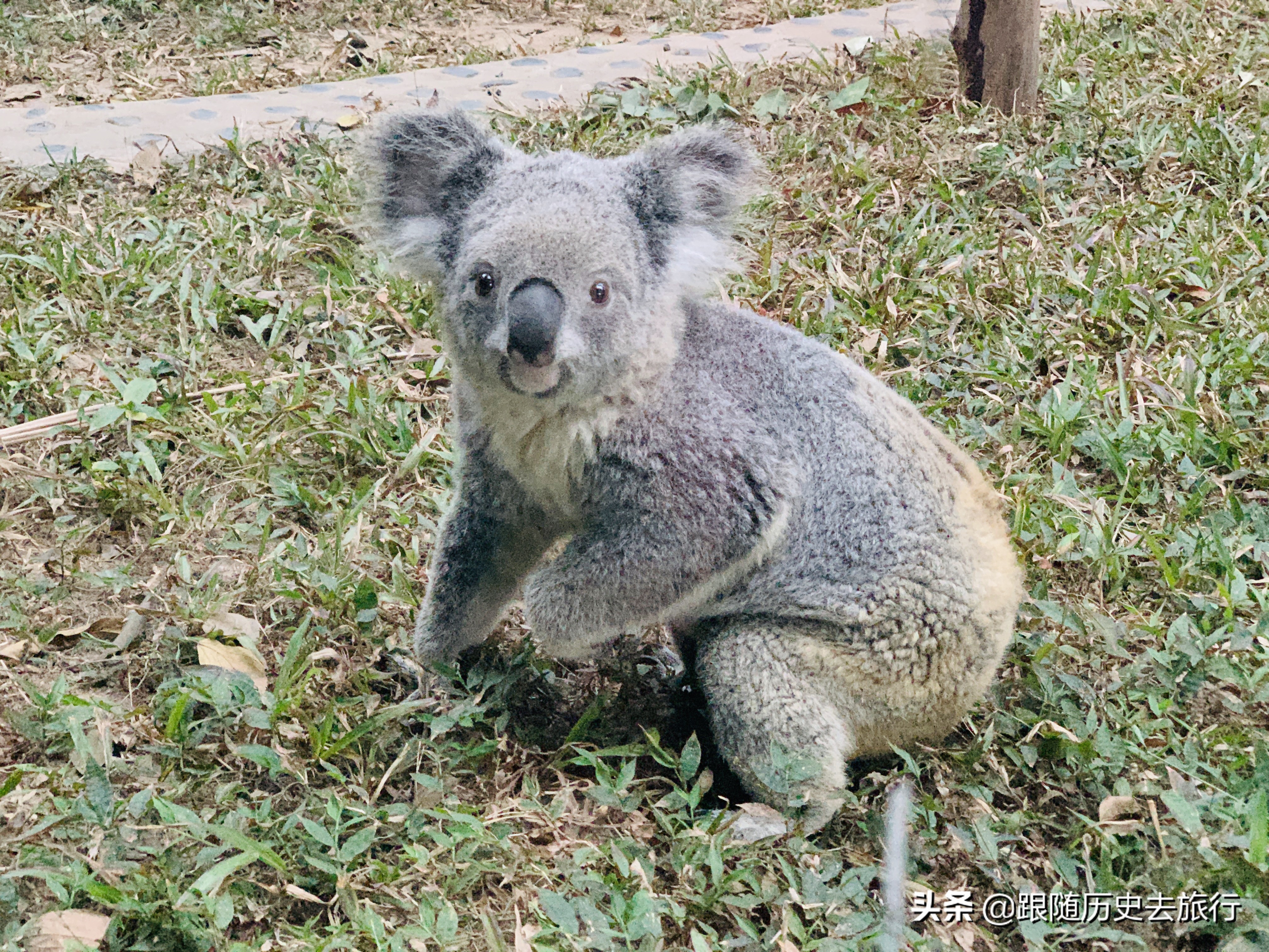 广州长隆动物园大熊猫门票多少钱,广州长隆水动物世界看大熊猫攻略