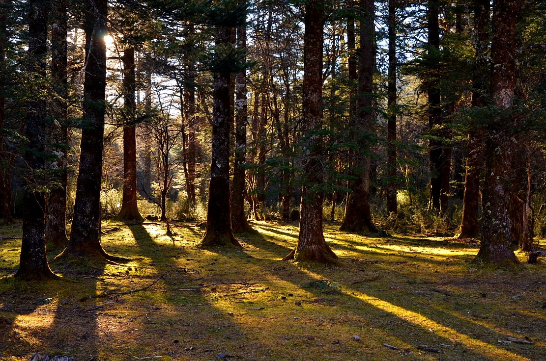 6个可能会夺走你性命的“可怕树木”，看到需要立即逃命