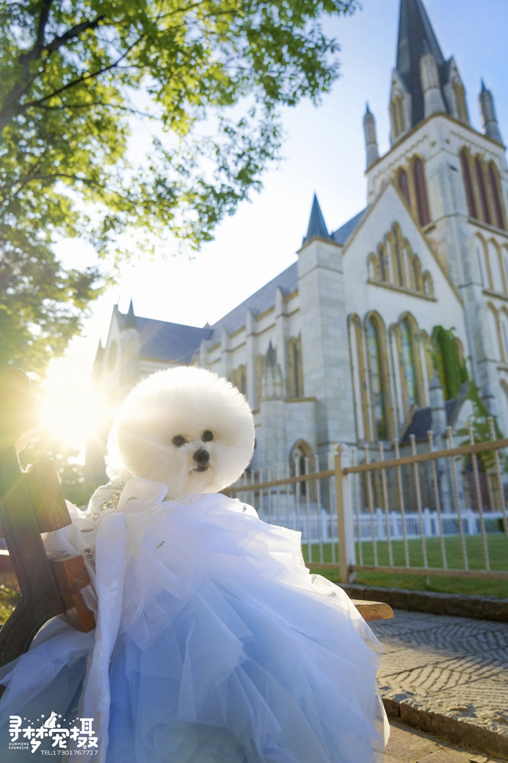 在米拍聚众吸猫吸狗是一种怎样的体验？