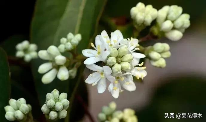 珍稀又漂亮的国家级保护植物,国家重点保护野生植物女神之花