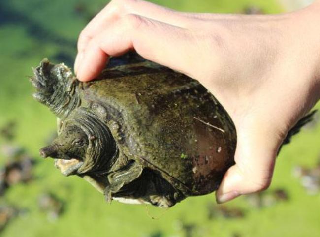 甲鱼养殖的注意点是什么呢,养殖甲鱼夏季需要注意事项