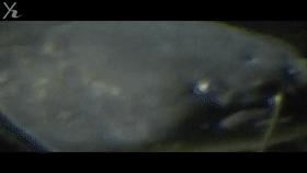 揭秘日本水怪之谜，传说中的日本水怪会是一种濒临灭绝的鱼吗？