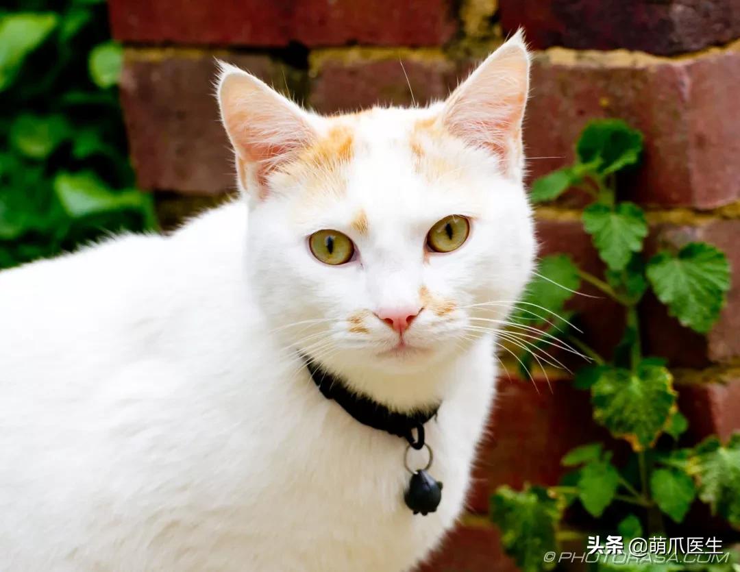 “你根本不爱猫，你就是馋它的身子！”