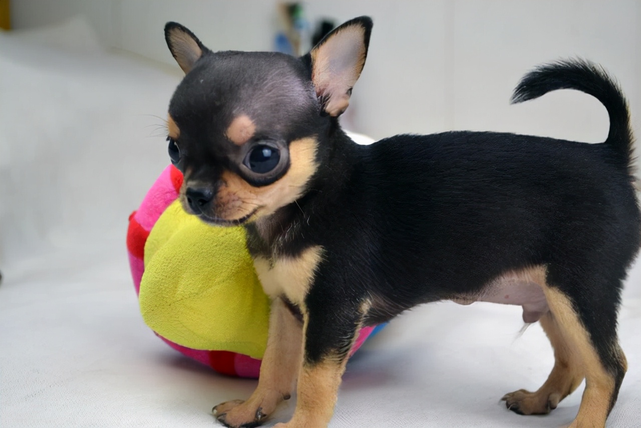 狗狗品种大全及介绍了解一下,狗狗品种怎么挑选最好看