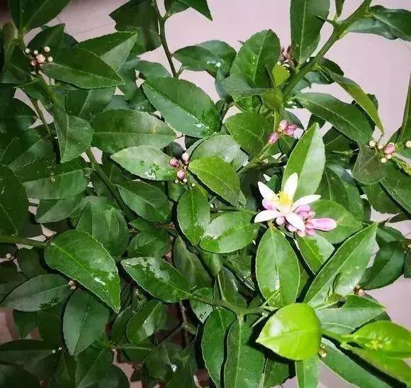 花香的盆栽植物大全,室内适合养哪些有香味的花草植物