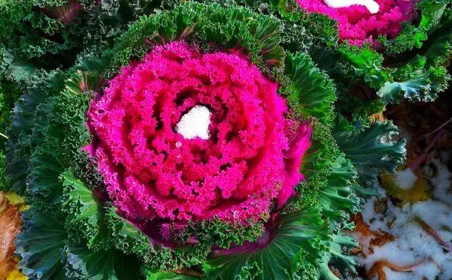 绿色像菜一样的花,像菜一样的花