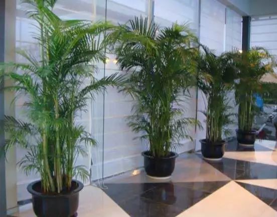 新装修房子放几盆清水能除甲醛吗,新装修的房子除甲醛用空气净化器