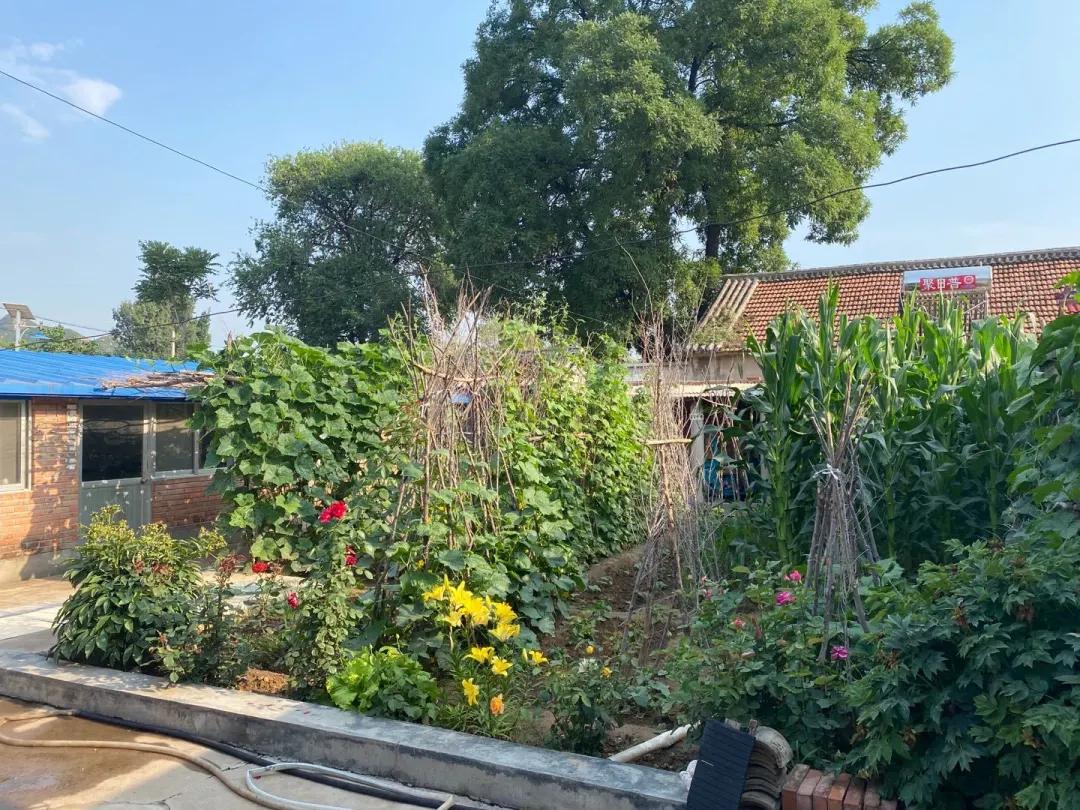 有人说北京农村院子年租金太高，5户农民网上出租院子揭价格真相