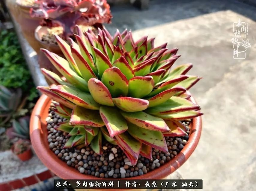 广东春天多肉图片大全,这个季节的多肉状态是最美的