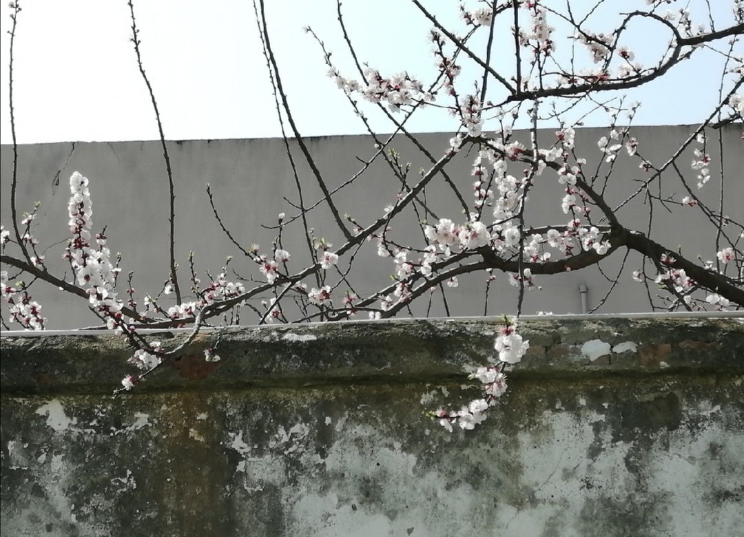 粉墙斜露杏花梢意思,粉墙斜露杏花梢