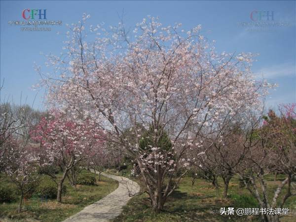 户外旅游看樱花,赏花赏樱花