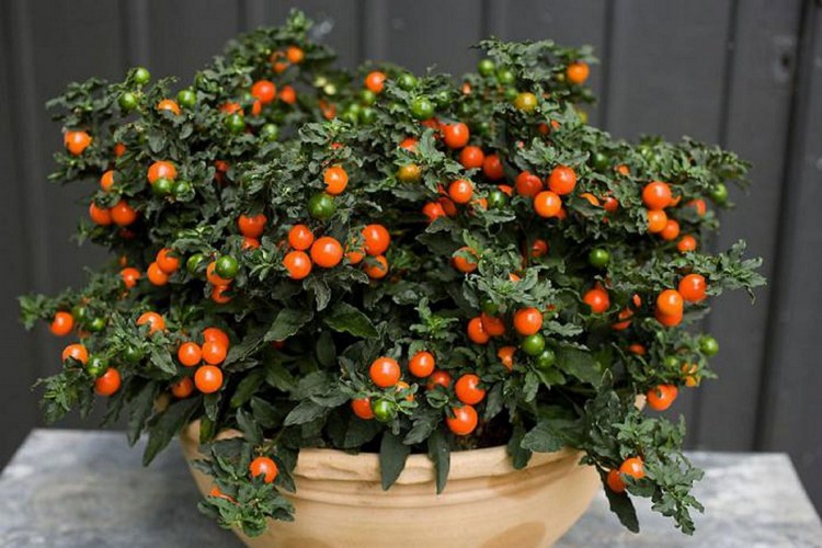 盆栽观果植物有哪些,观果植物具备哪些特征