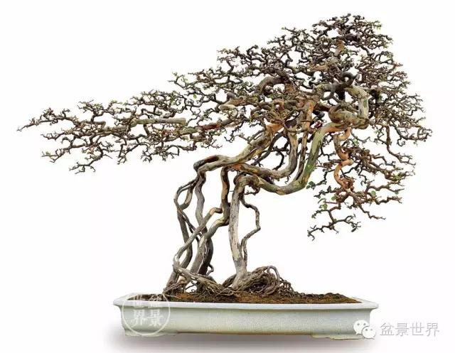 大师级老桩盆景欣赏,精美绝伦的老桩盆景