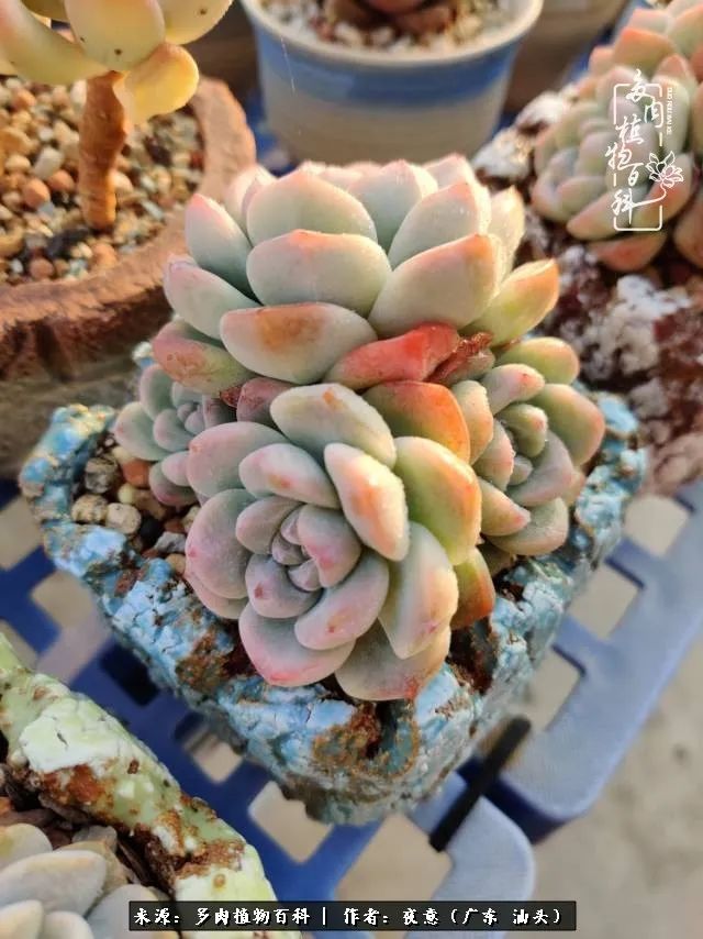 广东春天多肉图片大全,这个季节的多肉状态是最美的