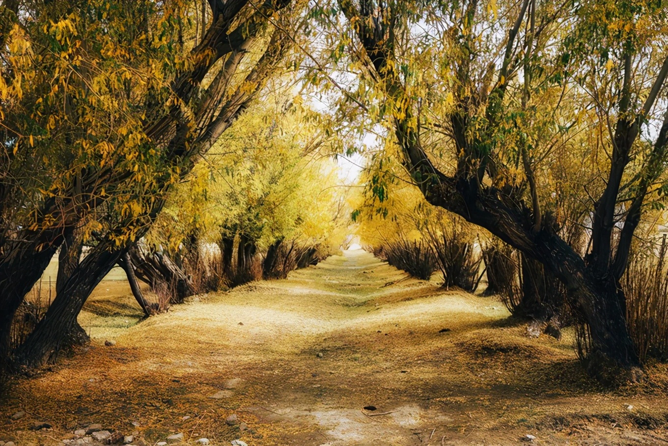 大美*疆新**，一个快递不包邮的地方，藏着不一样的异域风情