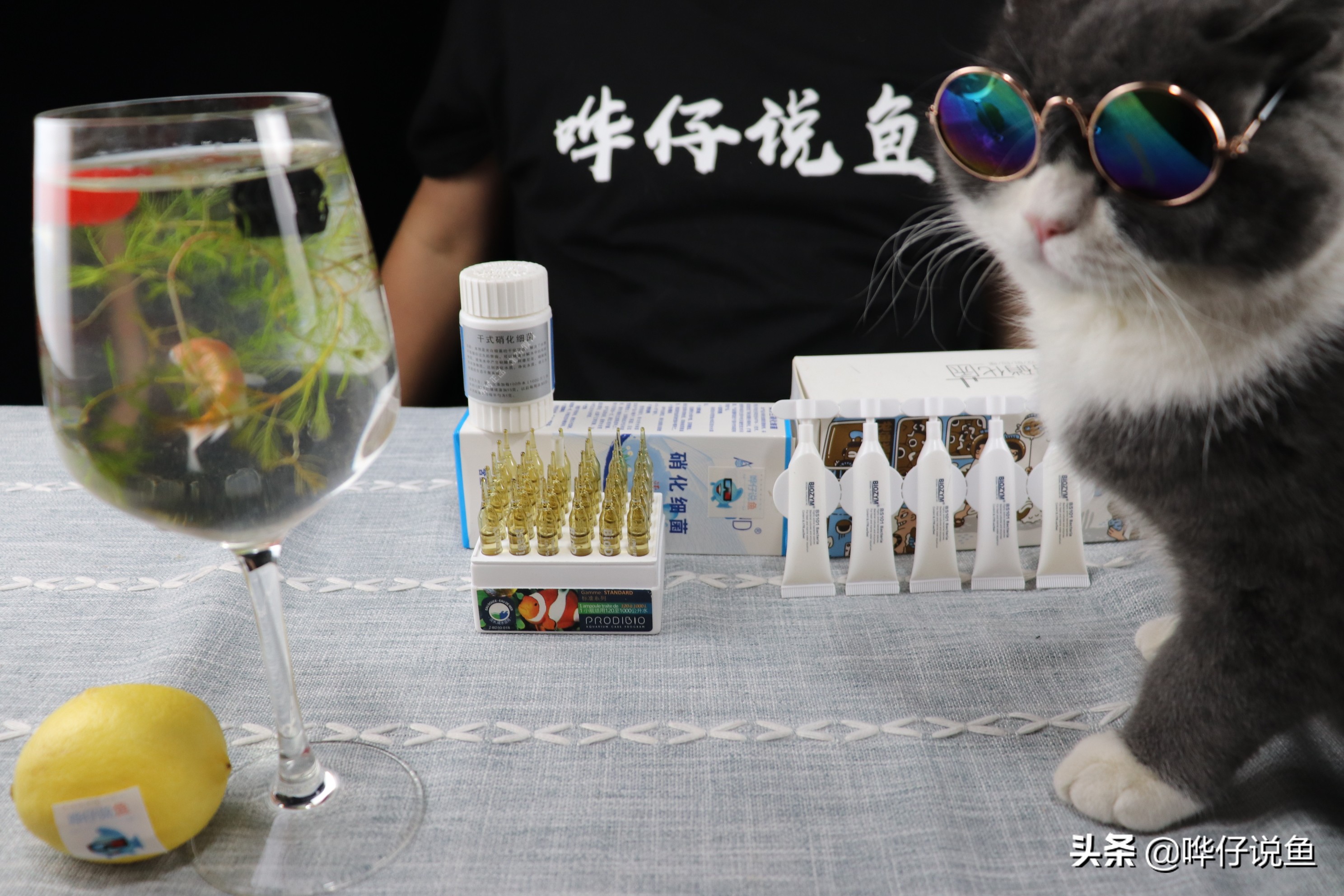 新鱼缸培养硝化细菌能养活鱼吗,鱼缸里没有鱼硝化细菌也能生长吗