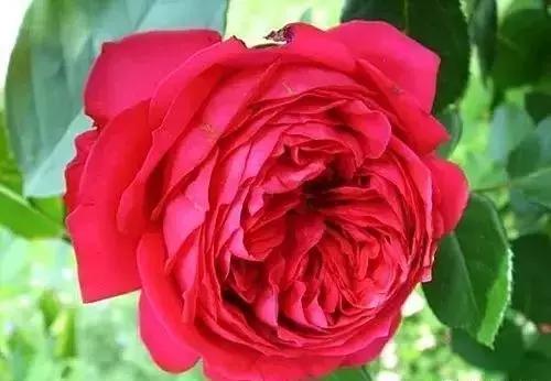 100种玫瑰品种图鉴大全,100种玫瑰品种图解