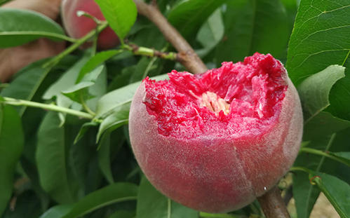 富含花青素的水果和食物有哪些,补充花青素最好的水果是什么