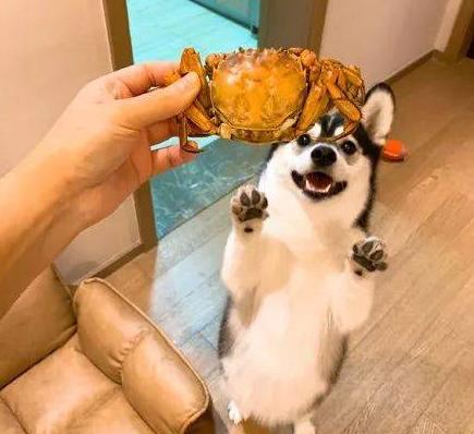 当你养了柯基时，等于拥有了挖掘基、战斗基、老司基等8只基