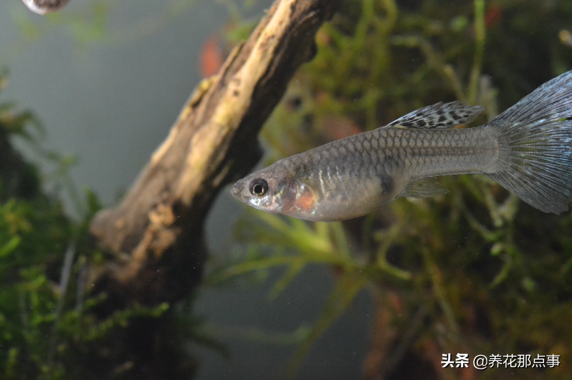 新手养小型热带鱼推荐,热带鱼生态鱼缸养殖必备条件