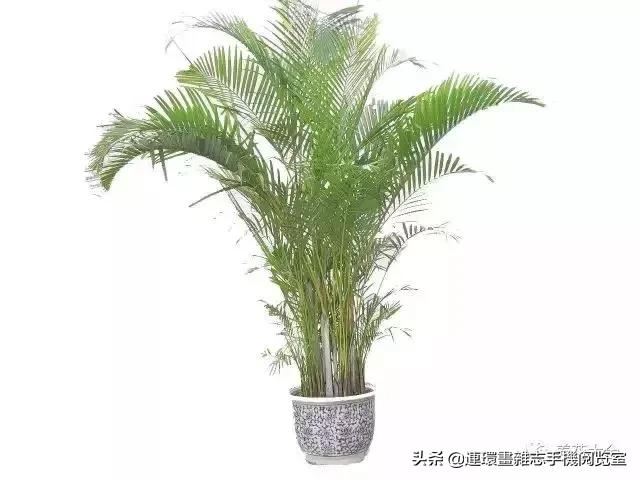 100种常见花卉植物图谱,100种花卉素描图谱