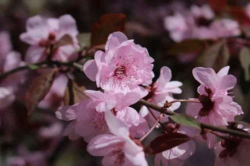 茶花是我国的十大名花吗,中国十大名花图片及花语