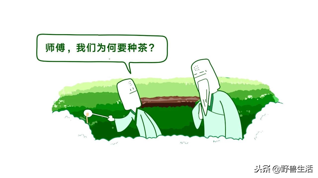 养胃抗衰老刮油的茶,喝这个茶竟能抗衰老