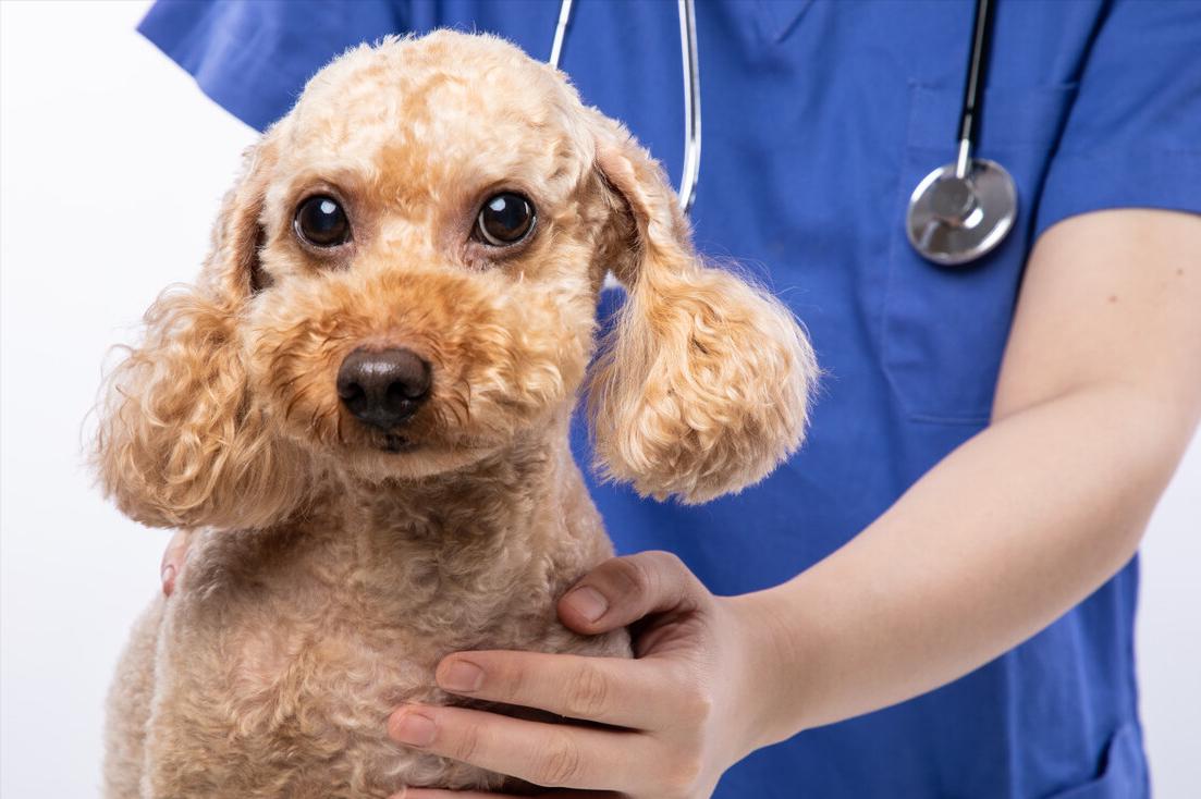 饲养小知识,养宠小知识狗狗篇之幼犬妙招