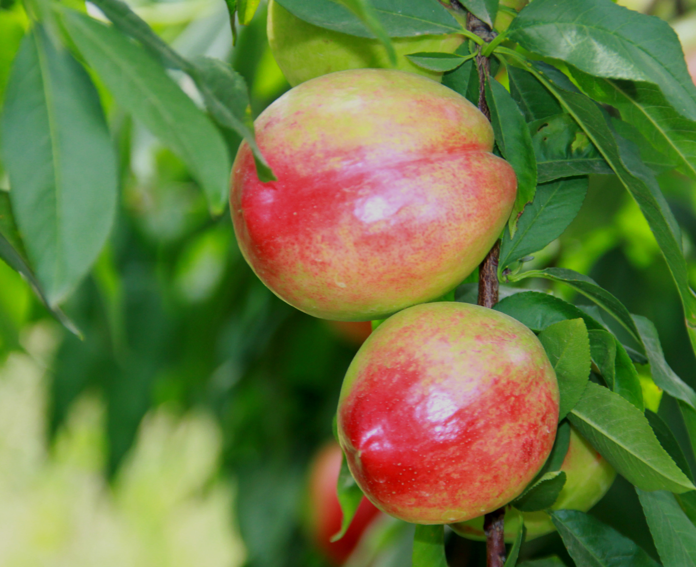 陕西周至露天甜油桃,周至骆峪水蜜桃